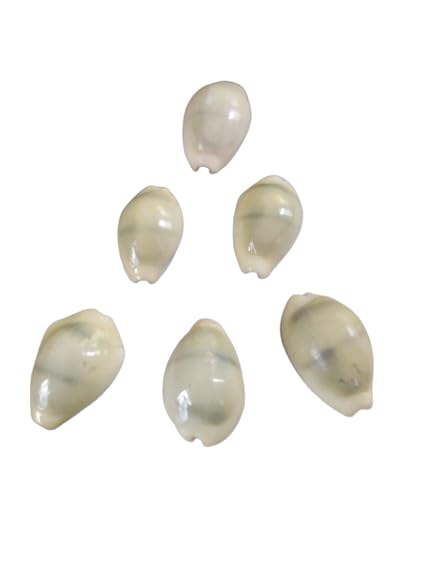 Natural Big Peeli Kodi/Big Yellow Kawdi/Big Sea Shell Kauri/Kowri/Kaudi/Cowrie for Diwali Laxmi Narayan Poojaaa (Set of 5 PCS)