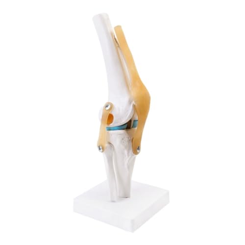Modèle anatomique de genou taille réelle démonstration orthopédique