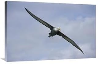 24 x 36 in. Waved Albatross Flying, Galapagos Islands, Ecuador Art Print - Tui De Roy