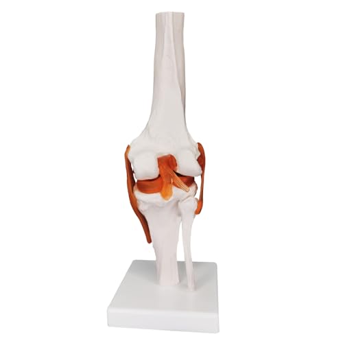Image of Knee Joint Model, Human Knee Joint Model with Knee Ligaments, Life-Size Anatomical Knee Joint Flexible Bone Model, Ideal for Medical Learning and Teaching
