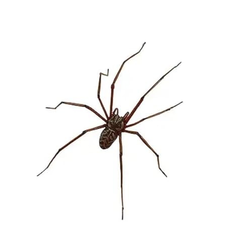 Realistic Spider Earrings Scary Spider Earrings Hand Cuff Costume Cosplay Party Supplies Favors for Women Men-A