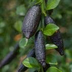 finger lime lowland rainforest plant Mondal Plant Enterprise