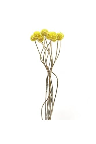 Flores Secas Craspedia, 15 Tallos, Amarillo miniatura 2