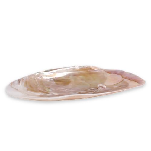 Budawi® Perlmutt Muschelhälfte | Echte Natur-Schale mit Perlglanz | Dekoschale Schmuckschale Räucherschale | Unikat aus Perlmutt teils mit Perlen