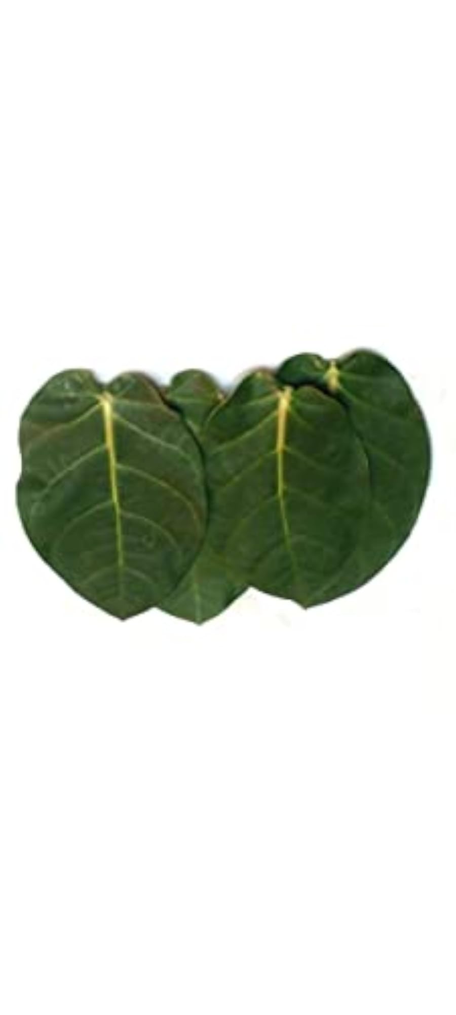 Organic Madar Leaves - Pure & Natural