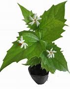 Guruji Parijat/Harsingar Plant Garden Live Plant Nursery Outdoor Living Plant (White) (B0D3B9QTH2) Amazon Price History, Amazon Price Tracker