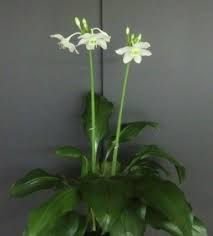 Urban Gardens Eucharis - Pack of 4 Bulbs Plant (B07B795TTW) Amazon Price History, Amazon Price Tracker