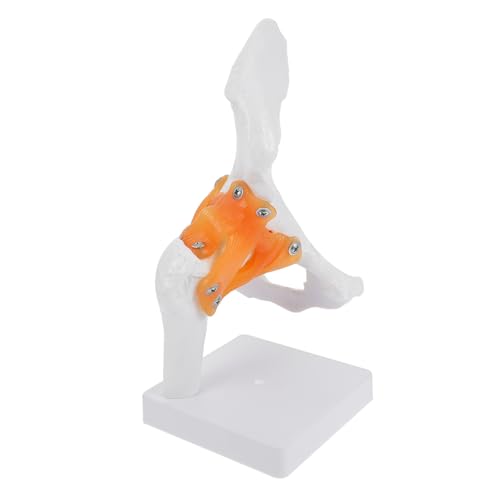 Modèle anatomique d'os de hanche pour cours de santé physique en hôpital