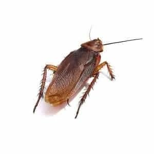 Adybac 1001 | Insecticida, ovicida y larvicida | Cucarachas | Moscas | Chinches | Garrapatas | Pulgas | Piojos | Mosquitos | 6 unidades |