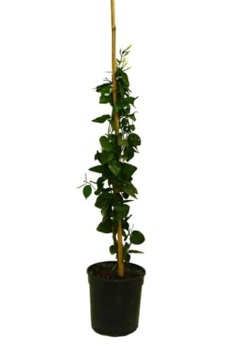 Planta natural Jazmín Arabe, Jasminum Sambac, 100-110 cm. Arbusto trepador de flores blancas muy fragantes, ideal para jardines cálidos y aromáticos. Segura Garden.