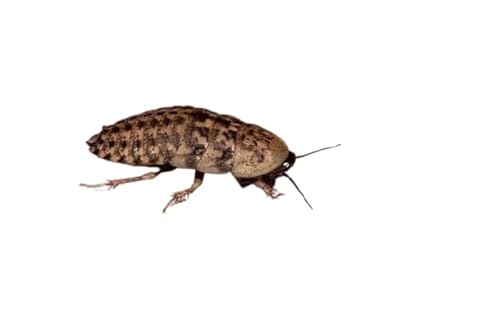 100 Ct Small Discoid Roaches (1/4–1/2") | Clean & Soft | Fast, Secure Shipping – Live Arrival Guaranteed