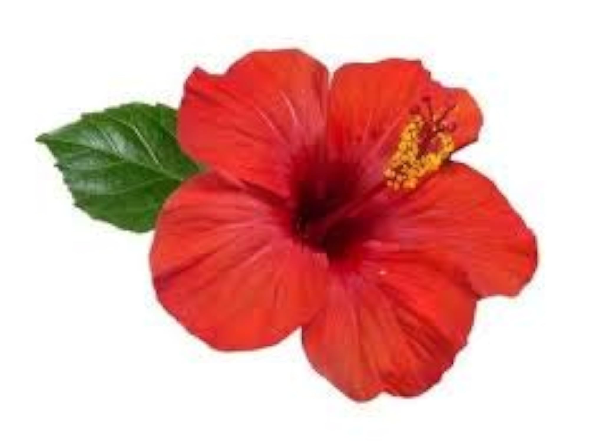 Natural Organic Hibiscus Powder, 200g