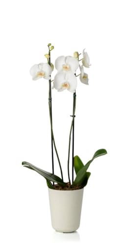 Cachepo DUE N5 Orquídea Pote 12-13,0 x 15,0 Calcário