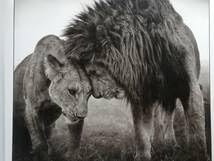 Amazon.co.jp: Nick Brandt A Shadow Falls ニック・ブラント : ホーム