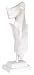 KCF 49155 Jewelry Display, Bust with Partial Face for Necklace and Earrings, White, 19 1/2 Inches High