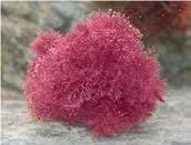 Sea Cell Facial Therapy hyper hydrates away the appearance of wrinkles and crepe-paper skin and enhances skin tone and supports skin health - Image 5