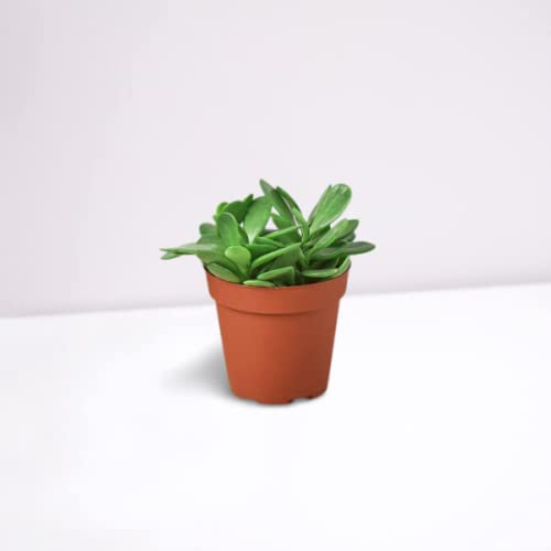 Creative Farmer Succulent Plant Kleinia Petraea, Trailing Jade Indoor - |House|Indoor|Bedroom|Table|Living Room|Office Decoration Gift (Healthy Live Plant) (B09K431QRG) Amazon Price History, Amazon Price Tracker