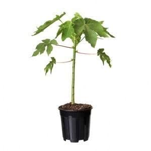 See full amazon price history chart for Papaya, Papita (Grown through seeds) - Plant home and garden Papaya, Papita (Grown through seeds) - Plant home and garden (B0B6CQDY71) Amazon Price History, Amazon Price Tracker