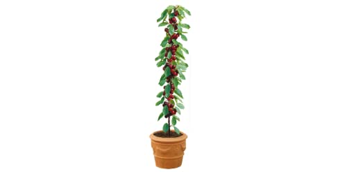 Arbol Frutal Enano en columna de Cerezo del Valle del jerte con D.O.P para terraza - Jardin de Viveros la Berrocosa En maceta M-20 con Alt. aprox 80cm