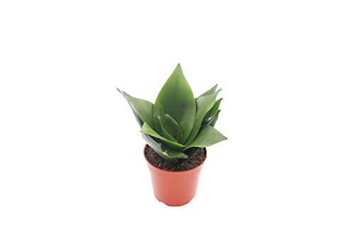 Sansevieria Jade Star - 4'' from California Tropicals