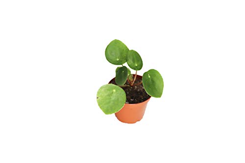 Chinese Money Plant -3'' from California Tropicals