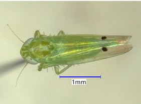HUSA Feb 17 2026 - Leafhopper Quarantine