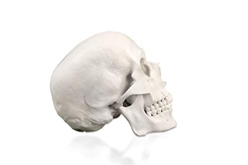 Vision Scientific Val207-A Life-Size Human Skull – 3 Parts | Medical Grade, Features Joints, Sutures, Fissures, Joints, Foramina And Processes | Removable Skull Cap, Full Dentition | W Manual #TOP2