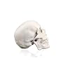 Vision Scientific VAL207-A Life-Size Human Skull 3 Parts | Medical Grade, Features Joints, Sutures, Fissures, Joints, Foramina and Processes | Removable Skull Cap, Full Dentition | W Manual