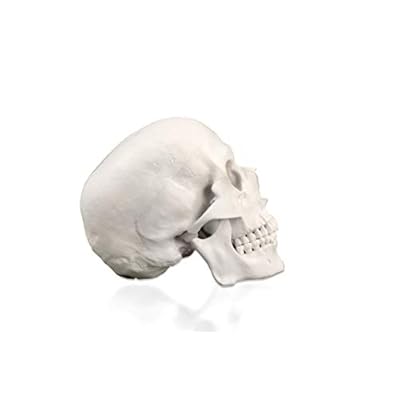 Vision Scientific VAL207-A Life-Size Human Skull 3 Parts | Medical Grade, Features Joints, Sutures, Fissures, Joints, Foramina and Processes | Removable Skull Cap, Full Dentition | W Manual