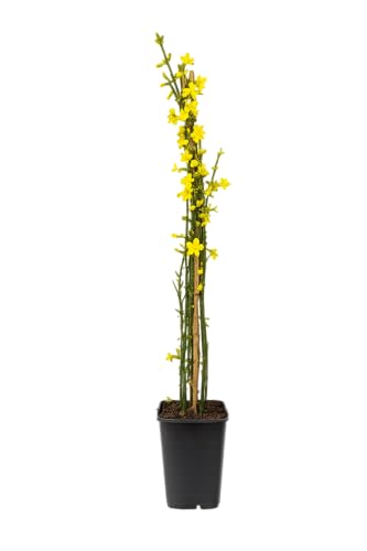 Winterjasmin Pflanze 60-70 cm (Jasminum nudiflorum) – Winterharte Gartenpflanze, Gelbe Blüten, Ideal für Rankgitter, Balkon & Terrasse