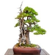 Set di 3 Spazzole Bonsai per Pulizia Tronchi Rami JIN Shari 28 cm Nylon Acciaio Giappone