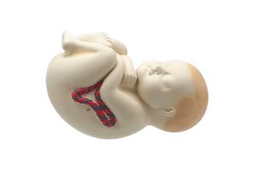 Image of Eisco Labs Human Pregnancy Pelvis Model with Removable Fetus - Hand Painted