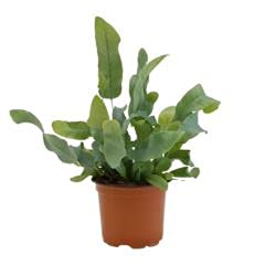 Blaufarn, Sorte: Blue Star, (Phlebodium), luftreinigende Zimmer und Büropflanze, verbessert das...
