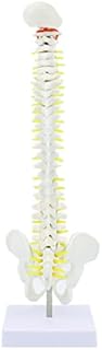 45CM Pelvic Human Anatomical Anatomy Spine Medical Spinal Column Model Teaching Resources for Medical Students