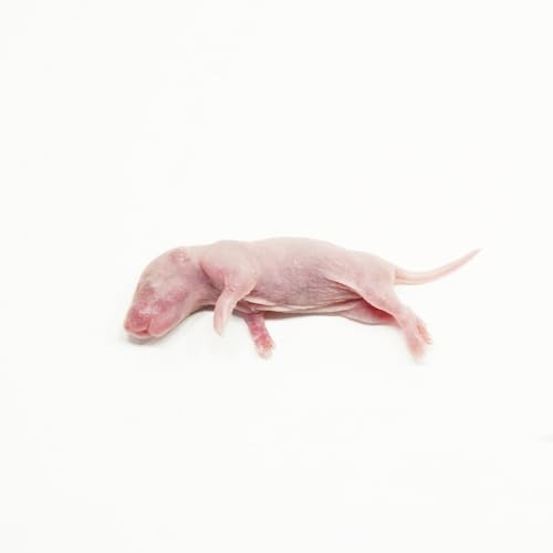 【国産】冷凍ラット ピンクラット S(?10g)×10匹 爬虫類・猛禽類 餌 冷凍餌【yaneurat】