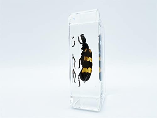 Image of Assorted Styles of Beetle and Insect Specimens, Clear Amber Resin Material Ideal for Kids' Science Education, Collecting, and Home Decoration 2.4″*1.4″*0.7″ (No.40)