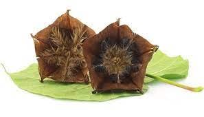 Shipra Ayurvedic Ulat Kambal (Root) Tablets-120 Tablets Pack. Pure Natural and Organic