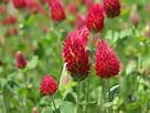 Crimson Clover Seed 1 Lb #TOP3
