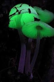 Forest Organics Glow in the Dark Mushroom Growing Log Spawn Plugs (panellus stipticus) 20 count Bag