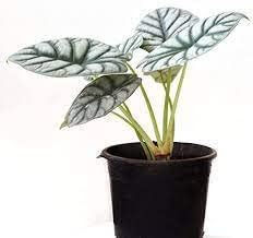 Nandini Garden Alocasia Silver Dragon | Alocasia Baginda | Rare Natural Live Plant Without Pot
