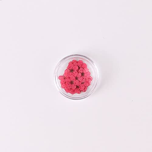 100 Piezas Flores Secas Narciso Ciruelo en Caja para DIY miniatura 1