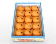 専用出品 千葉県産びわ10キロ農薬未使用 専用出品 千葉県産びわ10キロ