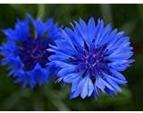 Dirt Goddess Super Seeds Cornflower/Bachelor Button Seeds (1 lb) - Tall Blue Centaurea Cyanus 90,000 Seeds Non GMO Bulk