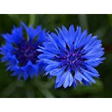 Dirt Goddess Tall Blue Cornflower Seeds