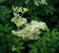 Meadowsweet - 114 grams Herb