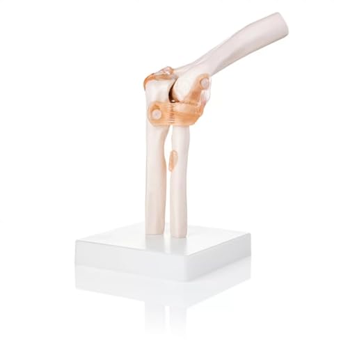 Image of Human Elbow Joint Model with Ligaments ✮ Scientific Life Size with Premium Display Base ✮ Best Teaching Tool for Patient Education & Anatomy Study