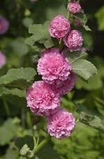 10 Hollyhock Seeds - Alcea Rosea Chater S Pink Hollyhock, Large, Fully Double