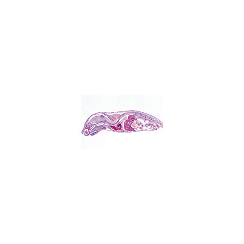 Image of 3B Scientific GmbH W13316 Genital System-German