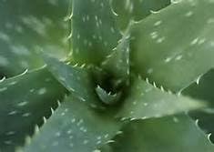 Aloe Vera Succulent Starter Plant