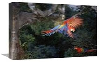 12 x 18 in. Scarlet Macaw Flying in Rainforest Canopy, Peruvian Amazon, Peru Art Print - Tui De Roy